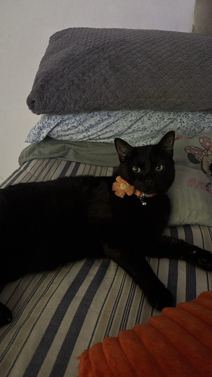 Ilseram_'s tweet photo. Bagheera 
Baghis
Baghis laghis
Barrigas 
Panzas
Pancitas
Negrito 
Negrillo
Grillo 
Pollo https://t.co/VOpupZ1Qsb