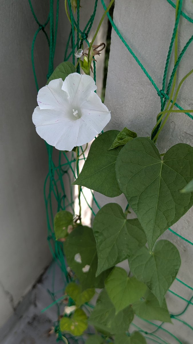 marty0843's tweet photo. 今朝も朝顔ひとつ。白ベースだけど、ちょっと紫とか緑が入っているところがなんかかわいい。 https://t.co/Jlxau6OXWi