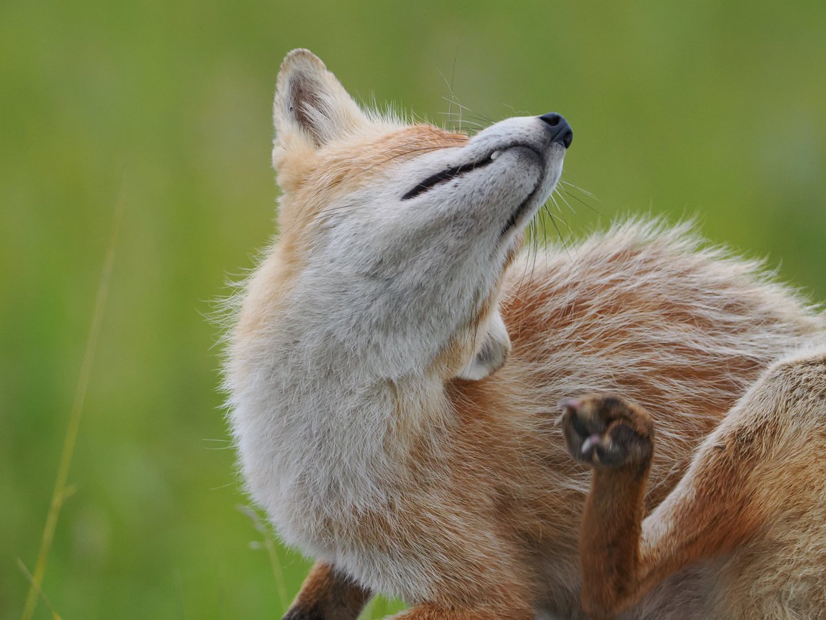 FluffyRanShama@現実🫠 tweet media
