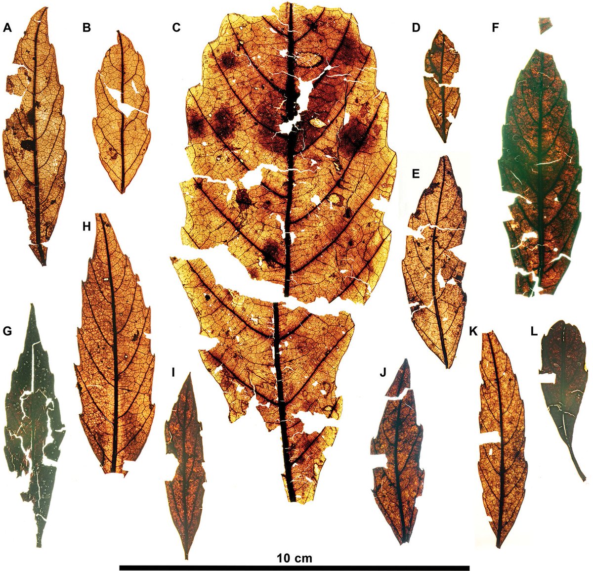 RadioGondwana's tweet photo. NEW Dilleniaceae Leaf Fossils from Late Gondwanan Australia Challenge Biogeographic and Paleoclimatic Assumptions @IJPSJournal
https://t.co/qsnXuc62kB
#paleobotany @PSUEMS
@Plantlejandro @VeraKorasidis https://t.co/QSHIGErGy4