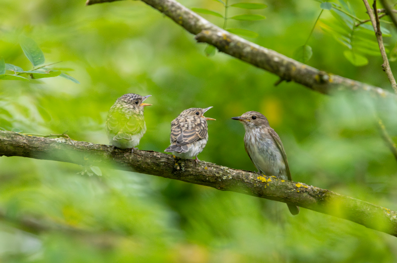 ScarecrowNeste1's tweet photo. #SpotFly26 breeding density
in 2 Weardale Monads (1km x1km) with less than 33% tree cover in each square
Stanhope:
x22 pairs with x16 nests found
Rookhope:
x26 pairs with x16 nests found
(previous max here has been x29 pairs but not as much coverage this year)
pic M.Raab https://t.co/htfgNyfJVN