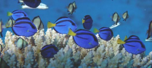OarifinIsLive's tweet photo. Oari’s fish fact of the day🪼
The blue tang (aka dory aka Paracanthurus hepatus) has hidden tail spines that it can use for self defence 🐠 https://t.co/FfoQqTpafh