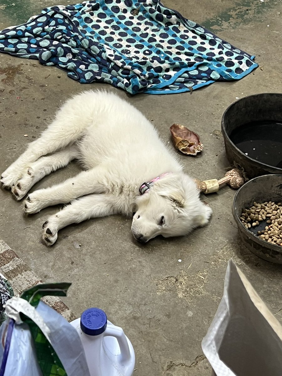 I9C7E's tweet photo. Cuteness overload…Willow is worn out https://t.co/1uwY9wrekr