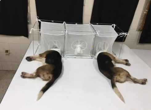 speakyo90729156's tweet photo. @MJTruthUltra Fauci allegedly cut the vocal cords (cordectomy)
of beagles for noise control. Since he's invoking the 5th, let's just cut his vocal cords to encourage him. 
In another instant, he put their heads in boxes and let sandflies attack their faces. How about we do the same to him? https://t.co/1uIKmmoAog