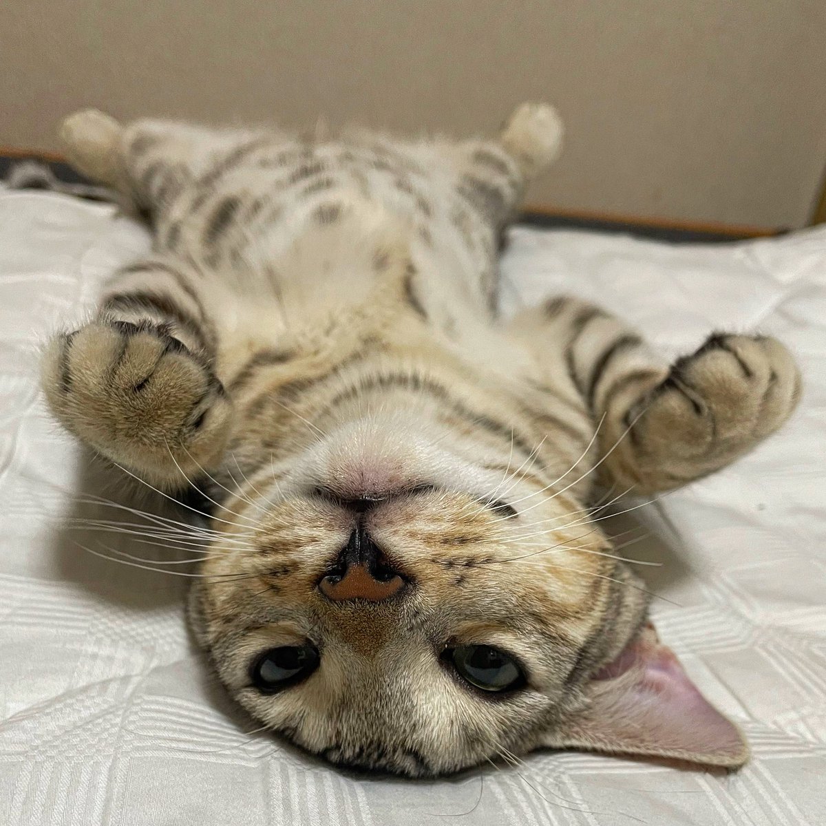 denoudo's tweet photo. おはようにゃん。今日も朝5時に、猫パンチで起こしてくれてありがとう😭 https://t.co/fvSOy8gofG