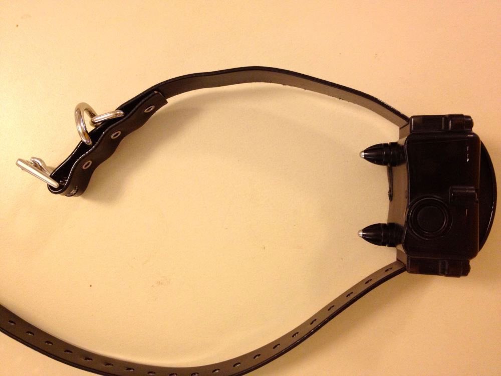 puppyinserts's tweet photo. New collar :) https://t.co/gN9OIEVgZN
