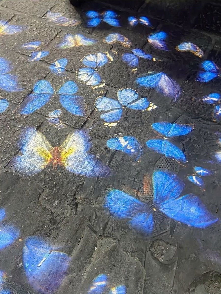 petalesblancs's tweet photo. butterflies 🦋 https://t.co/KJ9i2K6uwz