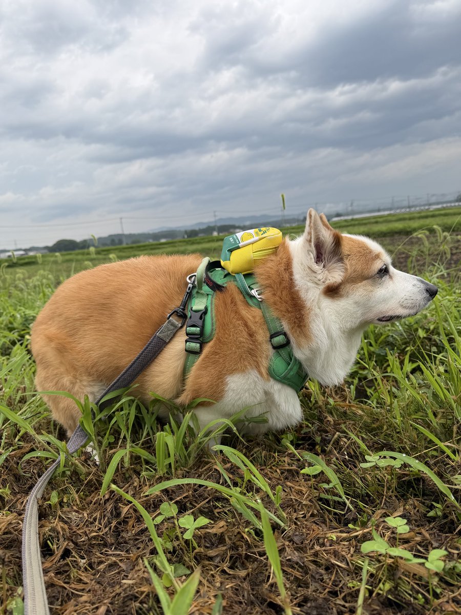 lylasan1202's tweet photo. おはようございます今日も一日暑くなりますねー https://t.co/howwboEycY