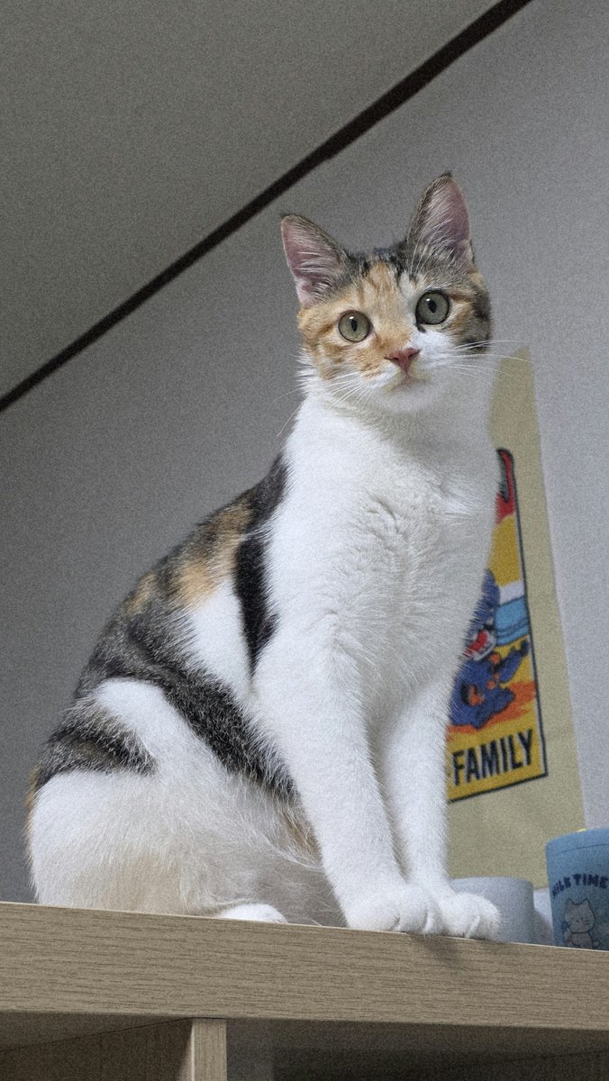AgihoRangee's tweet photo. 고양이!!!! 인긴은 4시에는 자야 되는 시간이에요!!!! ߹ᯅ߹ https://t.co/tPQYhavhwh