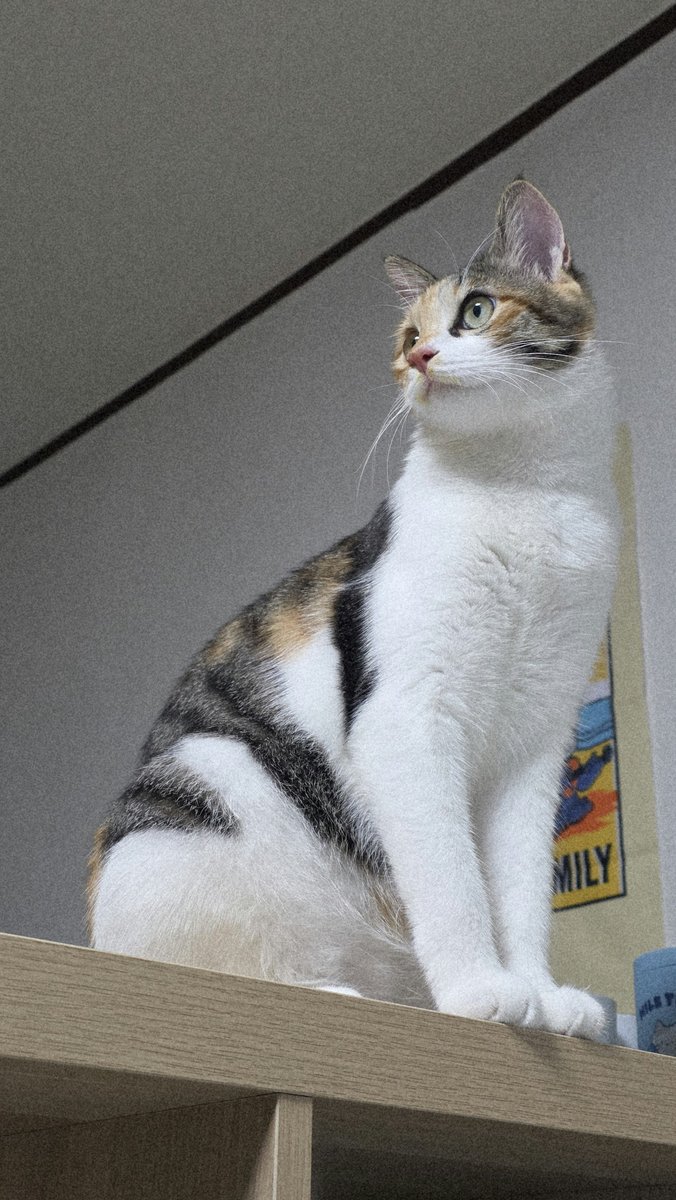 AgihoRangee's tweet photo. 고양이!!!! 인긴은 4시에는 자야 되는 시간이에요!!!! ߹ᯅ߹ https://t.co/tPQYhavhwh