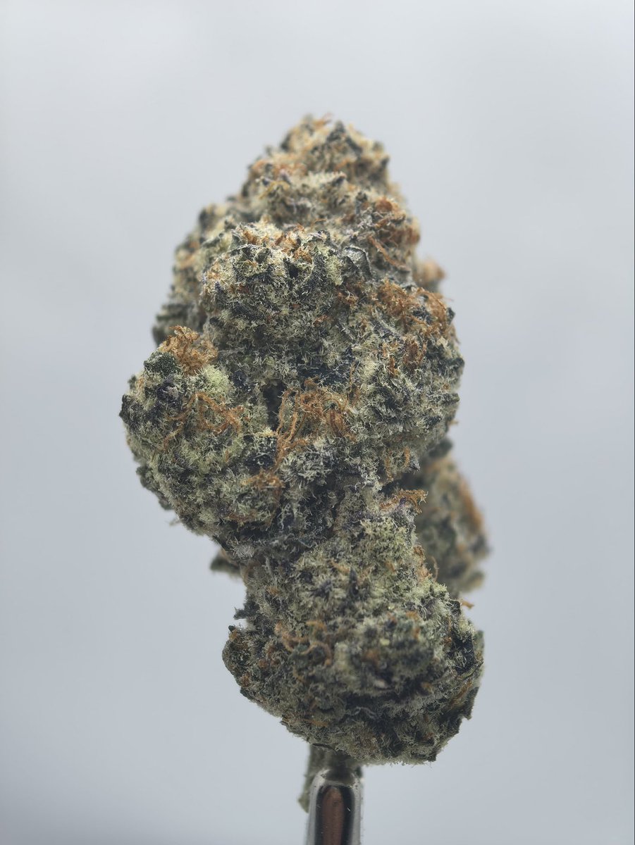 _ric4r20's tweet photo. Gran Daddy Kush 👴
Cultivada x Teofarms. https://t.co/uou6RGwAOi