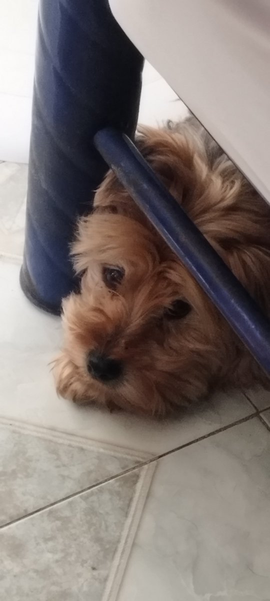 VIBRAmascotas's tweet photo. Ella es la pequeñita que está enfermita , tienen ya 12 añitos , ella nunca estuvo en adopción es muy complicado que alguien se adapte a ella 
Ella fue usada como fabrica de cachorros , parece yorkie y esa fue su maldición 🥺
Cuando la encontramos estaba súper enferma de sarna , era un huesito con un poquito de pelo , vomitaba pedazos de guante de hule rojo ...
Tenía una hernia , ya casi no tenía dientes y solo tenía 5-6 años ....
No sabemos nada de como vivió antes , Pero suponemos que la tenían en una jaula y se acostumbró a comer , dormir y hacer sus necesidades en ese pequeño espacio..
Ella no sale al baño al patio , ni a la calle , ella hace donde esté acostada.  
No es flojera , no tenia razón alguna para hacer eso 
Pero si la regañan se pone muy mal , le da muchísimo miedo y se hace más del baño.  
Optamos por dejarla ser y dejarla vivir aquí.  
Ayer que hizo sangre la revisaron y no se notaba nada 
Hoy sabemos que tiene un tumor en la vejiga ....es algo muy difícil de tratar por la zona
Ya tiene tratamiento, esperamos que se mejore pronto 🥺