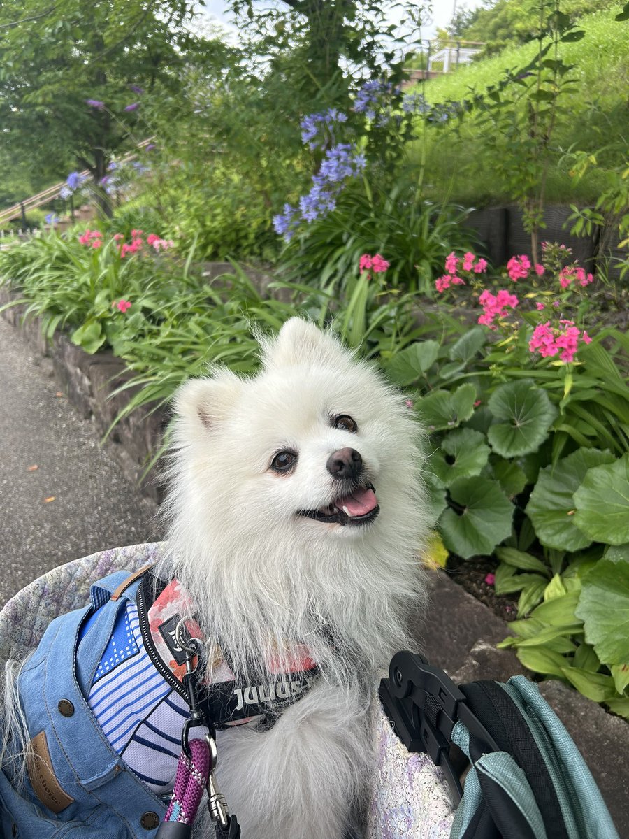 mini_fuwa's tweet photo. 今月のお約束💊完了✅

熊本地震で被害に遭われた方々、お見舞い申し上げます🍀

名古屋は水の蛇口からお湯が出る暑さです🥵

#フィラリア予防薬
#デカポメ https://t.co/BpP7aNSunG