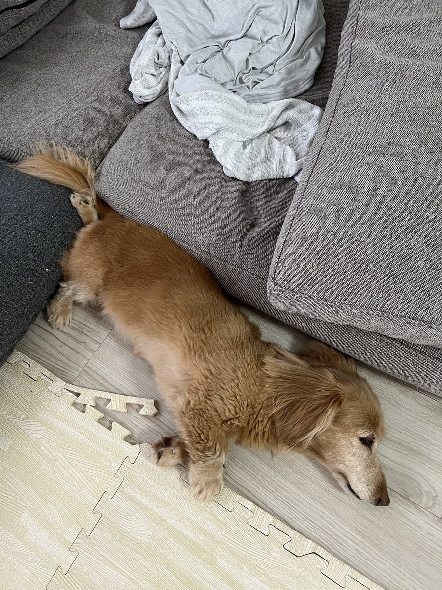 木曜日、おはようございます🥱 注目ポイントは2つ✌️ ①長女🐶の