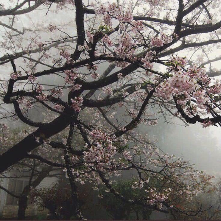 petalesblancs's tweet photo. https://t.co/SJjNwcmZYm