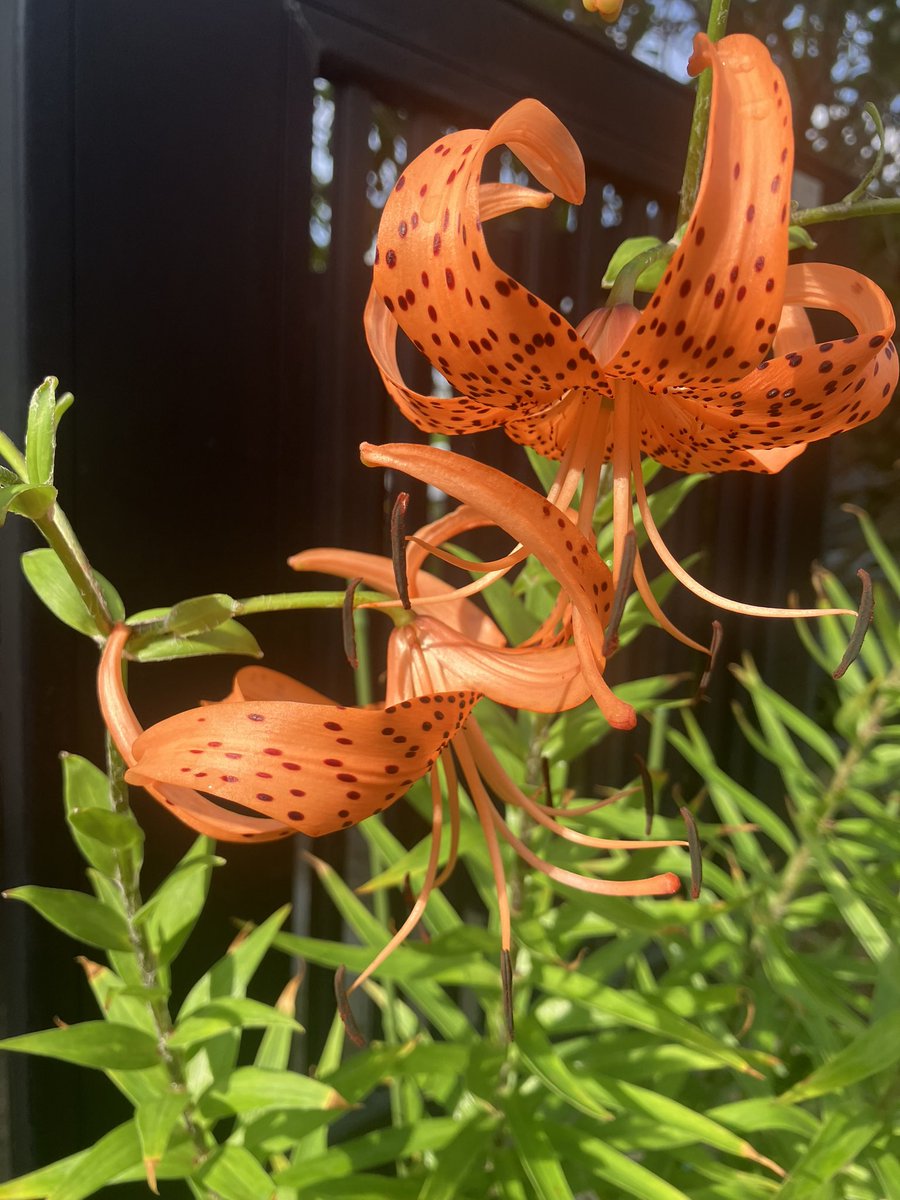 luxuria00's tweet photo. 祝　オニユリ開花 https://t.co/VnI45tdDhS
