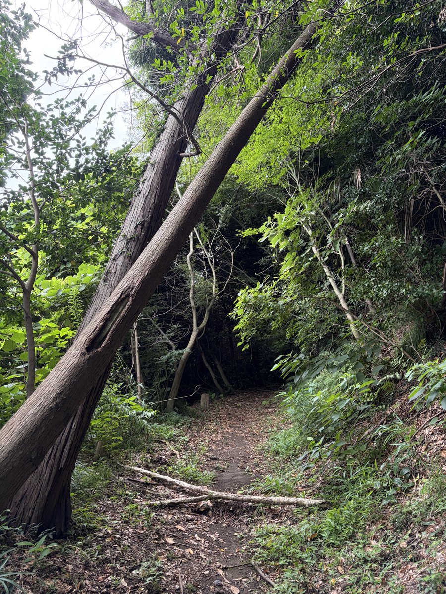 homekobetsu's tweet photo. 勉強でもお仕事でも大切なのは土台となる生活習慣。それを整えるためにオススメなのが朝のお散歩です。教室から徒歩5分でこの景色に出会えるので、それが楽しみで朝時間があったら歩くようにしています。敵は蚊。 https://t.co/uvBEKYBZ46