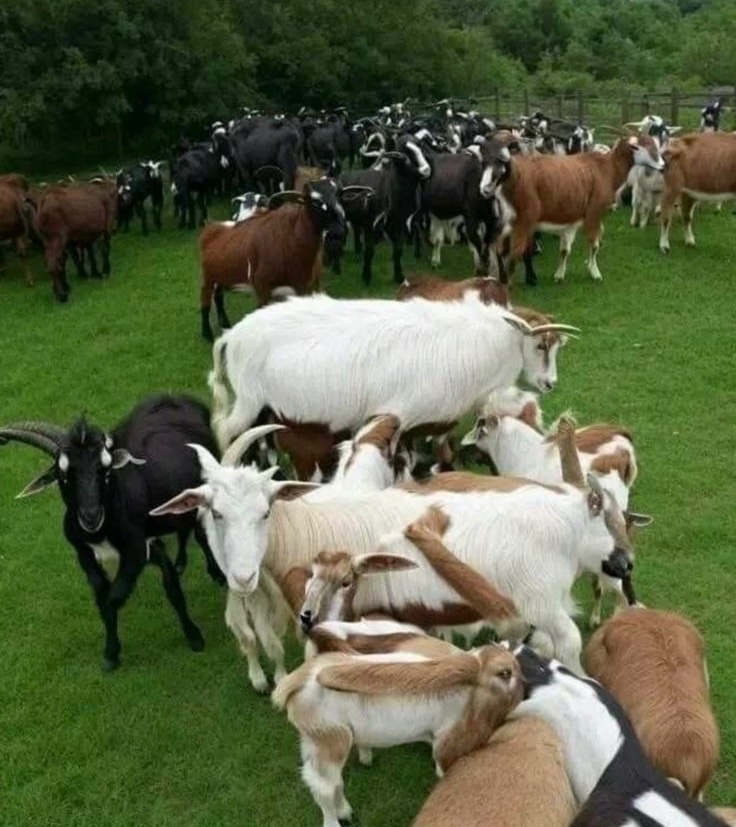 jujungas's tweet photo. 可愛いヤギですね🐐
え❓別のものが見える❓
疲れてるんですよきっと😌😌 https://t.co/1wUV0vCRKx