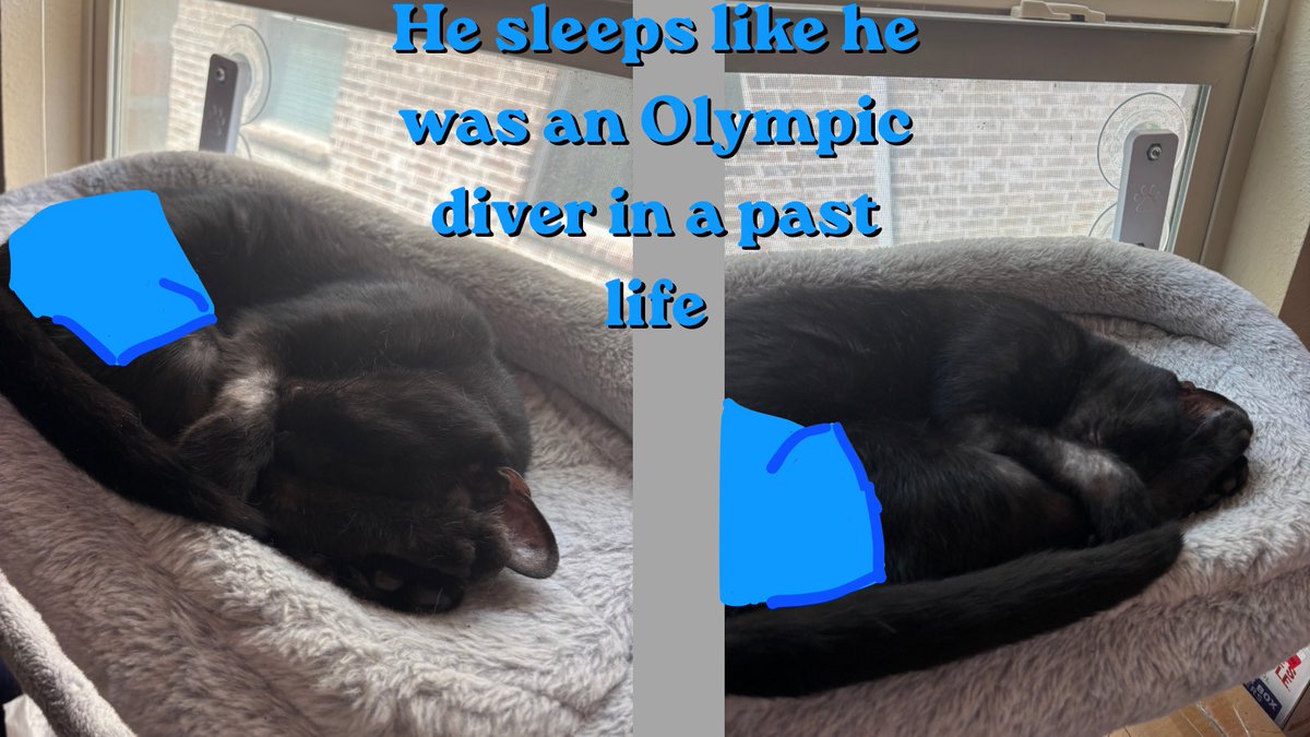SavingHopeResc's tweet photo. If I were a judge I’d give him 9/10 for excellent form in his pike!

Anybody else have a cat who sleeps in a silly position?

#cat #savinghoperescue #sillykitty #meme #FostersSaveLives #AdoptDontShop https://t.co/aaiEKJI23m