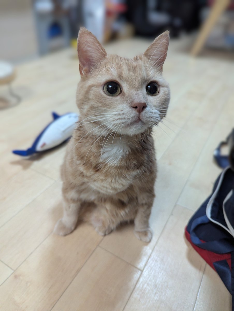 ruru08_16's tweet photo. 昨日は久々ロロくんお風呂Day🐣
ベタベタしてたからサラサラになってスッキリさっぱり☺️
#アメリカンショートヘア #アメショ #ねこ好き #ねこ好きさんと繋がりたい https://t.co/ufzJkOyX0c