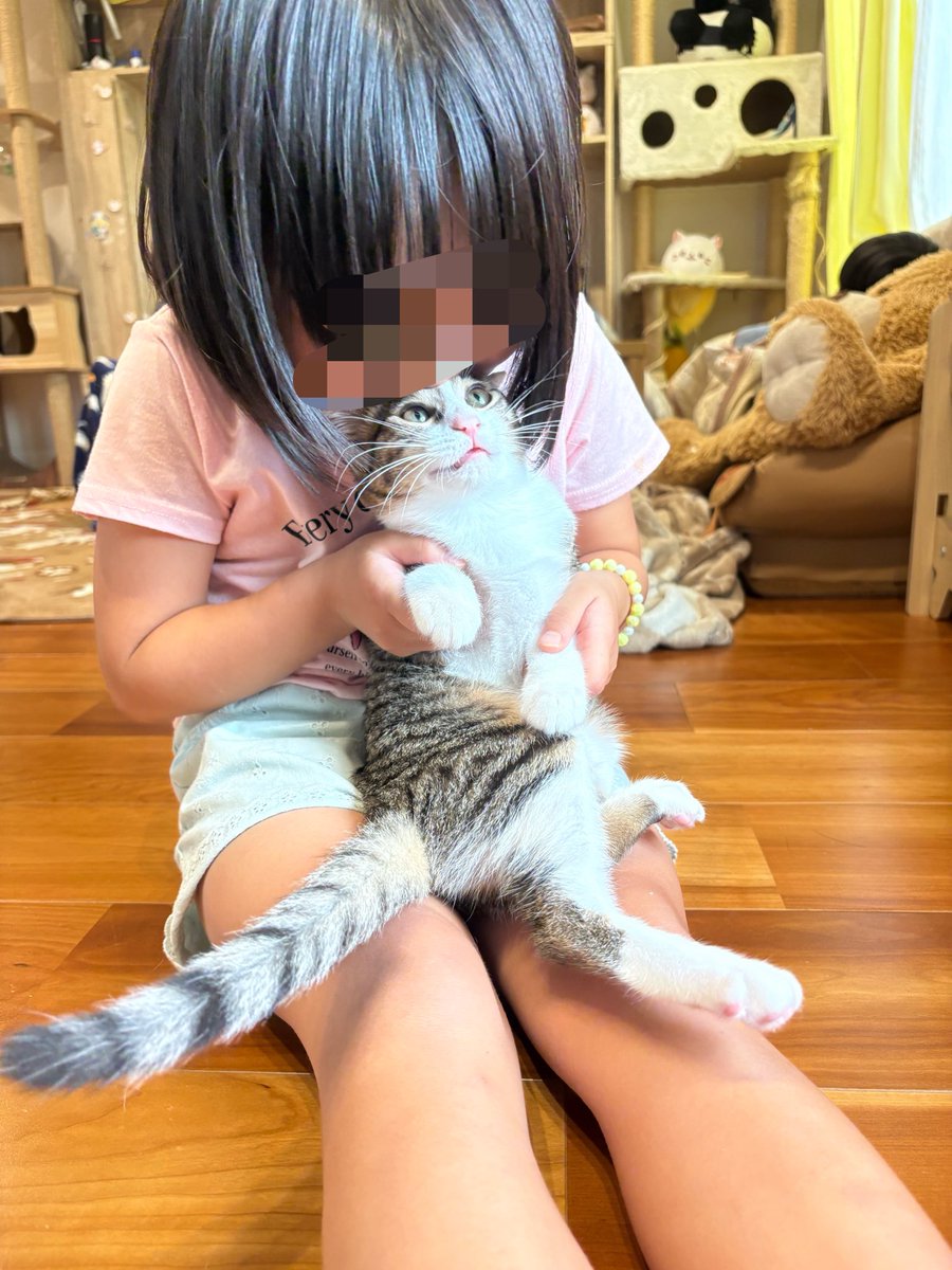 すずつむふう【我が家の可愛い猫's】 (@kagisuzu0531) / Posts / X