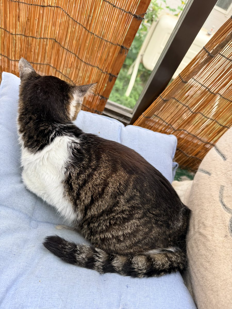 zangipanda's tweet photo. よべつさん、昨日フラフラして歩いてたので心配したけど、朝はベランダにいたよ。毛玉も吐いてた。毛繕いしてるんだね。今日もご飯、頑張ろうね。
ちゅーるは食べる。ただの偏食だといいんだけどね。前にもあったな、こんなこと。どうやって治ったんだっけ。 https://t.co/6p0qP9TOql