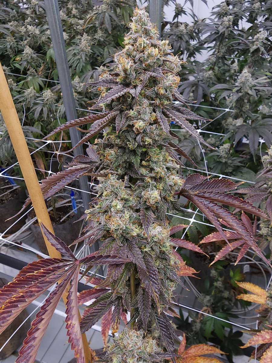 Cannacollectors's tweet photo. Purple Skunk https://t.co/tWYTxZIhAA