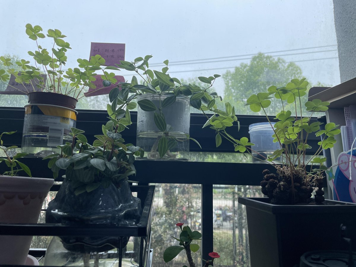 iKrmz0HZdCUtQaF's tweet photo. 【绿植养护小tip】浇花看“状态”不看日历！10秒学会捏盆土，干到发白再浇透，观叶绿植还得勤擦叶防尘，一周焕新脸～ https://t.co/bUz0Ox6z1y
