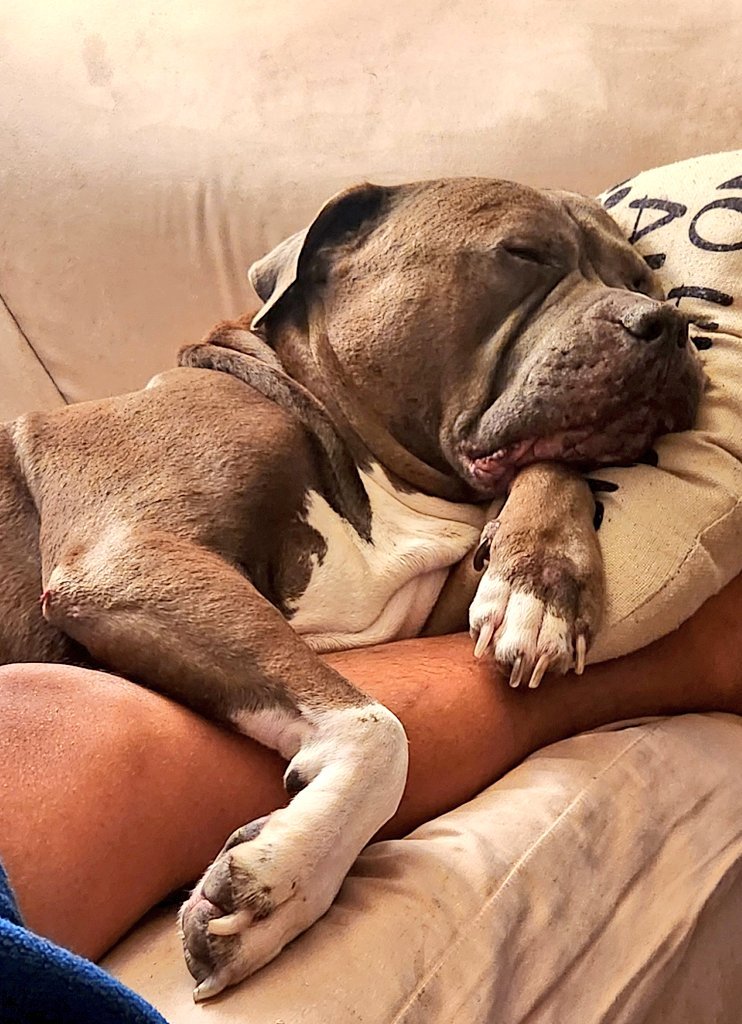 PinkyPawHub's tweet photo. Every smile starts with a wagging tail and a loyal companion 🐾💕 Join us for more unforgettable moments
https://t.co/QgI6y56vIW https://t.co/xwmoaezLMk