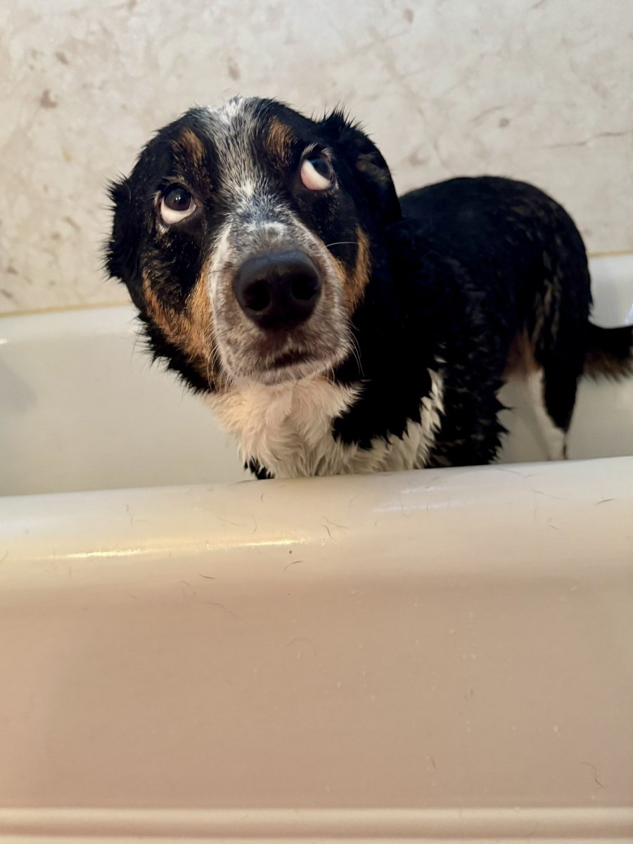 Maylee the Rescue Pup tweet media