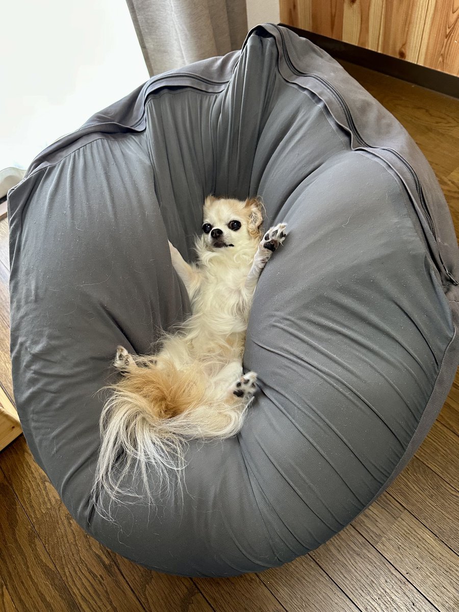 yuzu_chihuahua's tweet photo. 埋もれるチワワ https://t.co/yibIMcJ2FC