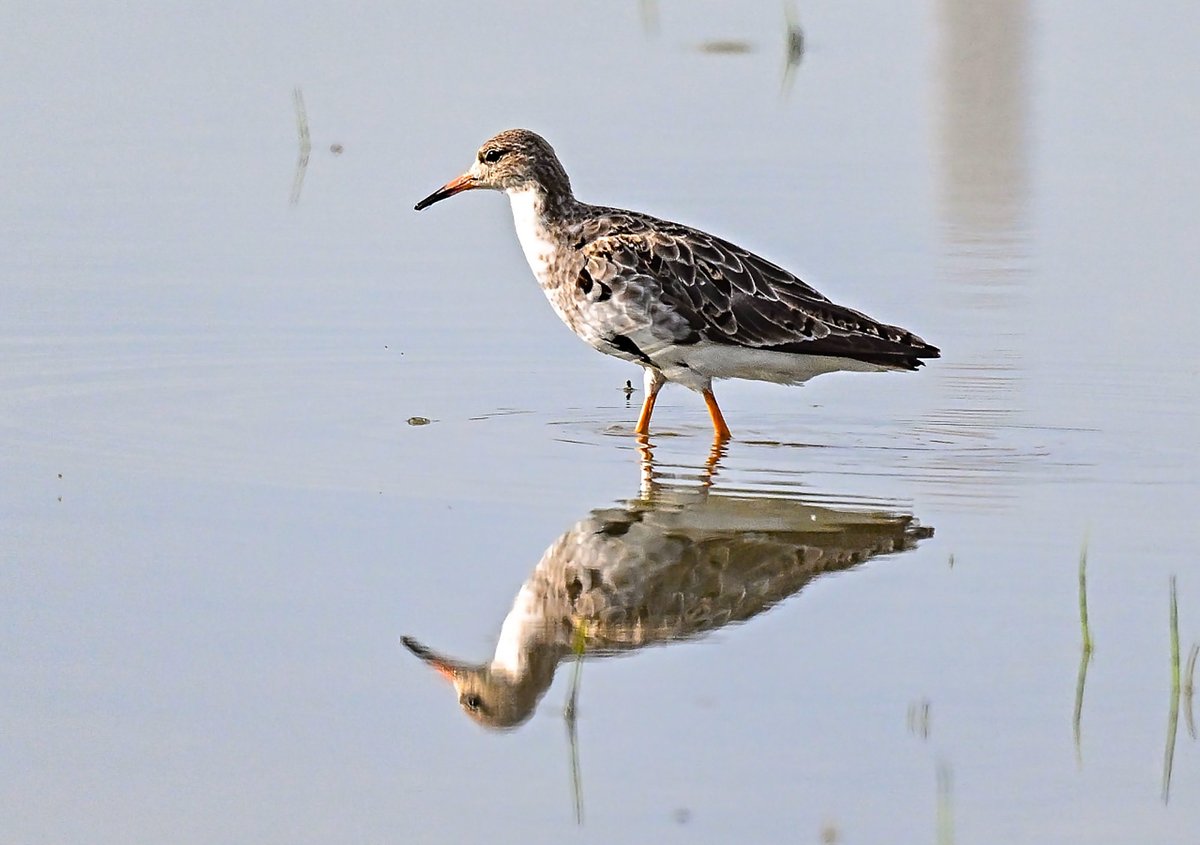 ChenTienjing's tweet photo. #流蘇鷸
#photography #pictureoftheday #picture #birds #birdphotography #nature #mothernature #animals #animalkingdom #naturephotography https://t.co/CqWNhZ2QVn
