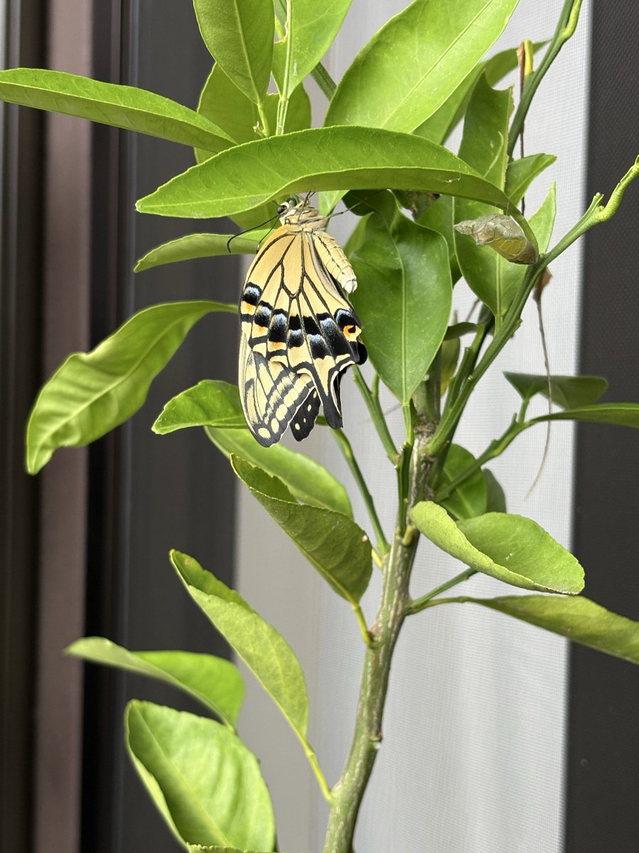 shiooont's tweet photo. ベランダのみかん🍊の木で見守ってきたアゲハチョウの幼虫🐛サナギから無事羽化して、昨日飛びたって行きました🦋
毎朝観察していたから、今朝は抜け殻になったサナギをみて嬉しいような寂しいような…複雑な気持ち🥹 https://t.co/dVZSAty8ad