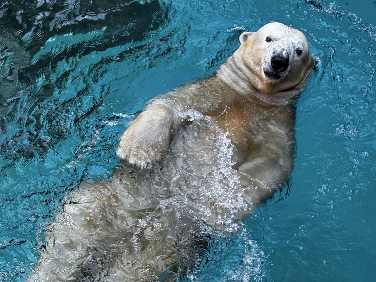 momosan0323's tweet photo. ゴーゴ
かわいいゴーゴ

ゴーゴは天王寺動物園と大阪のよい子のためにロシアから来てくれた

#TLをゴーゴでいっぱいにしよう 
#ゴーゴ　#ゴーゴ大好き
#ホッキョクグマ　#polarbear https://t.co/jpbkPGio8N