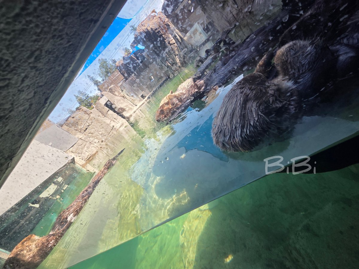 Bi_otter's tweet photo. 出勤前に少しだけ会いに来た
6頭揃ってる!! https://t.co/z0wxZHq0H8