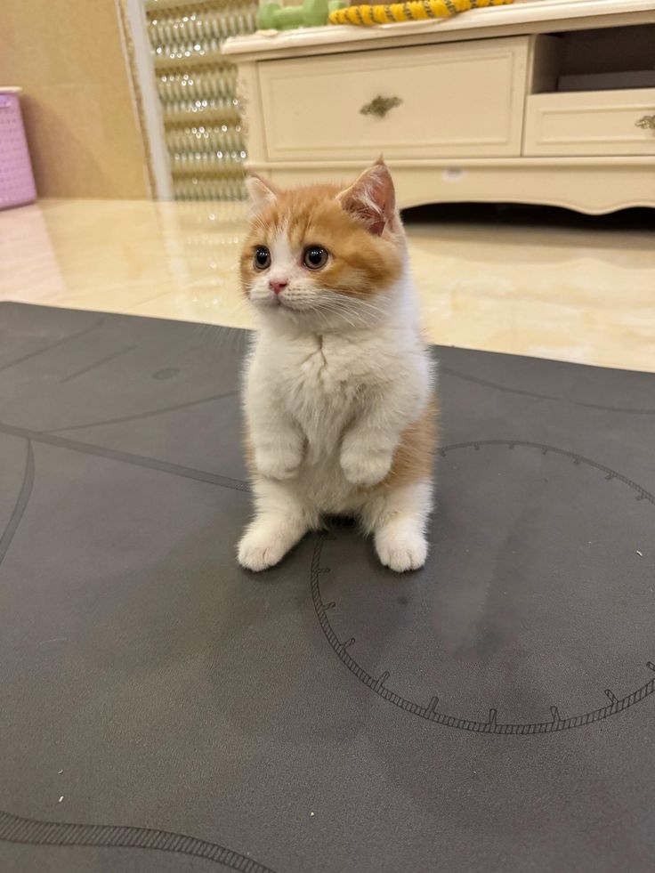 nekocatts's tweet photo. https://t.co/dyCKeqAMJG