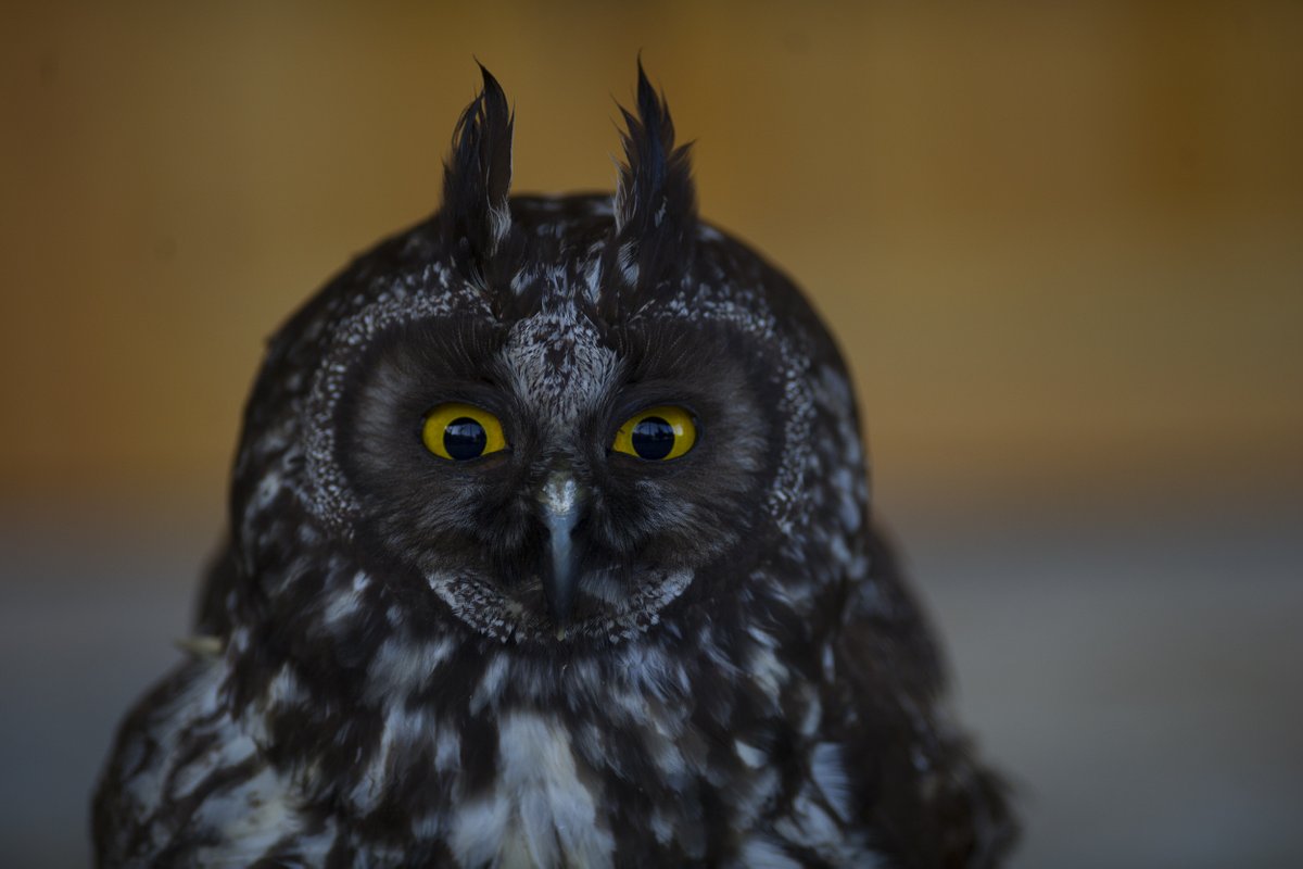 3Owl3Howl3's tweet photo. Stygian owl (Asio stygius) https://t.co/Ji5197J95A