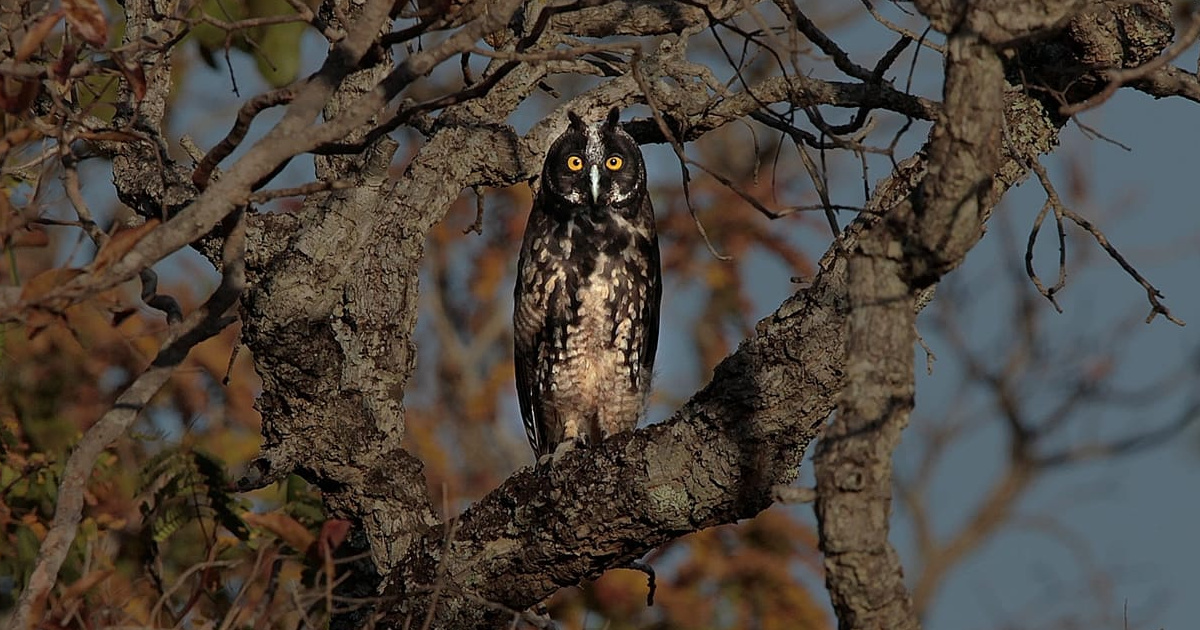 3Owl3Howl3's tweet photo. Stygian owl (Asio stygius) https://t.co/Ji5197J95A