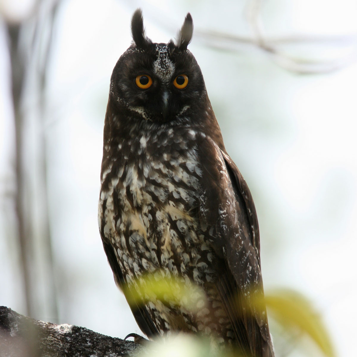 3Owl3Howl3's tweet photo. Stygian owl (Asio stygius) https://t.co/Ji5197J95A