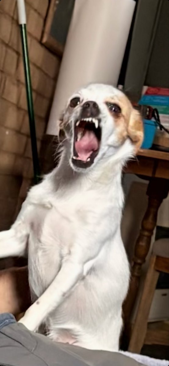 JasonSkinn15657's tweet photo. We caught the dog mid yawn, but it looks like Nugget is ready to attack. https://t.co/BLcacAFrE5