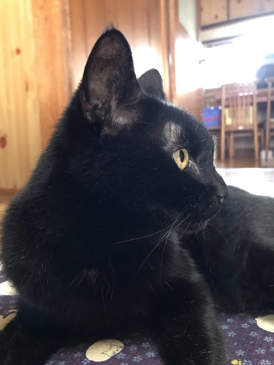 _hirokomandom's tweet photo. おはようにゃ
＃猫 ＃黒猫 ＃猫好きさんと繋がりたい https://t.co/jwqGanzFMT