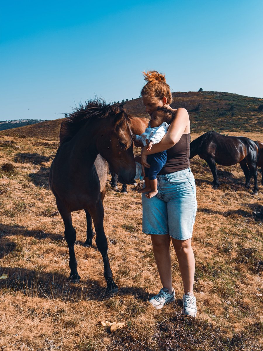 bdrpreira's tweet photo. 1500m d'altitude avec Safya qui découvre les chevaux

#safya https://t.co/BBfxMrgSH4