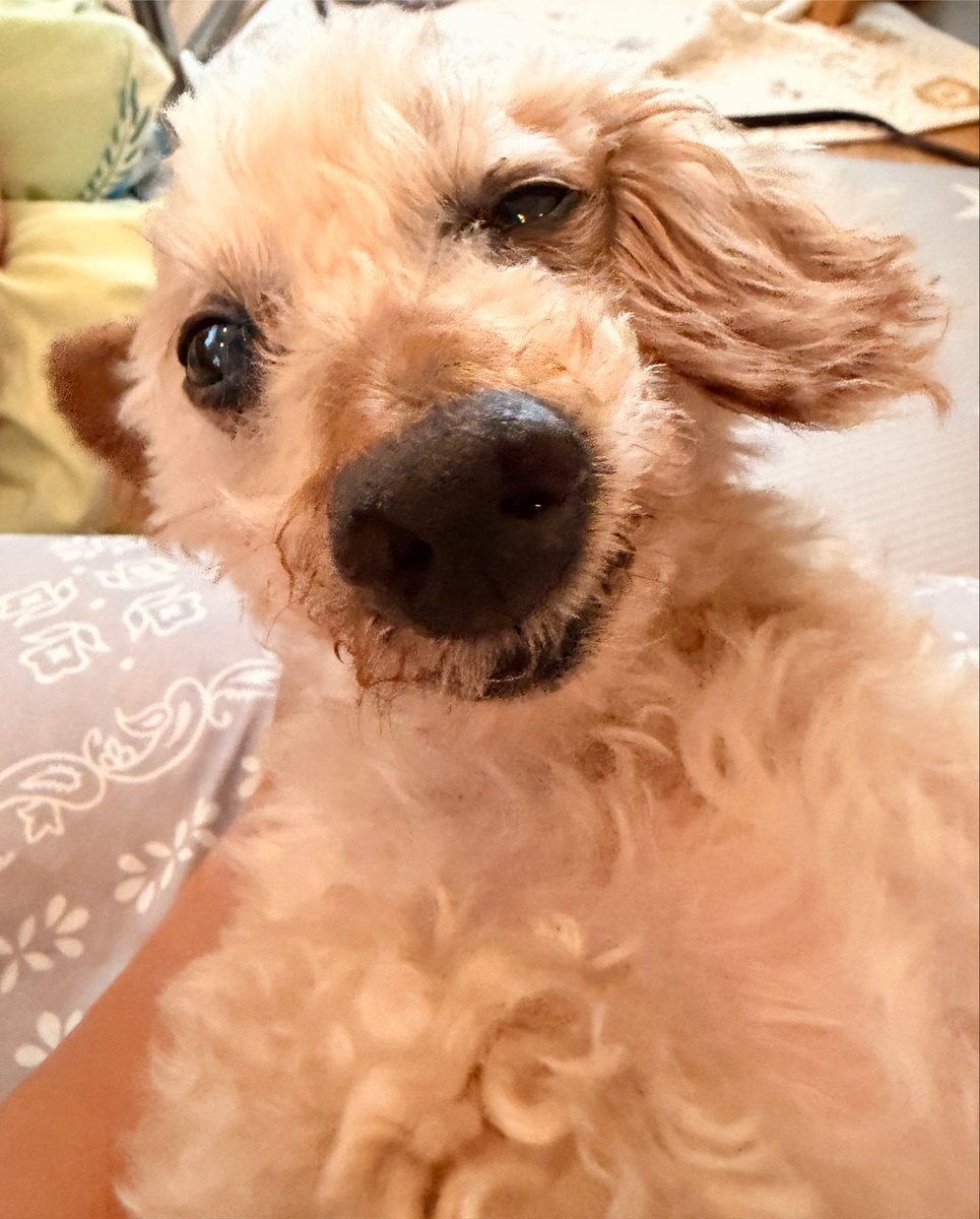 LuckyStar111222's tweet photo. 色々言えるようになってきて嬉しい。
イイコになんかならなくていいぞ。
たくさん困らせてくれていいんだぞ。
本当はどうしたいのか言ってくれたら一緒に考えるし、イイコじゃなくても手を離したりしないんだから。
取り戻すよ。今までの分。 https://t.co/vuun84SxNE
