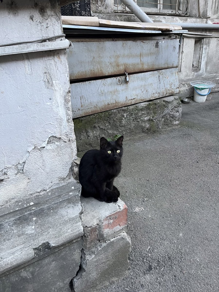 dollifiedmodel's tweet photo. nyanko seen on my way home from class https://t.co/qjPBVuqeTY