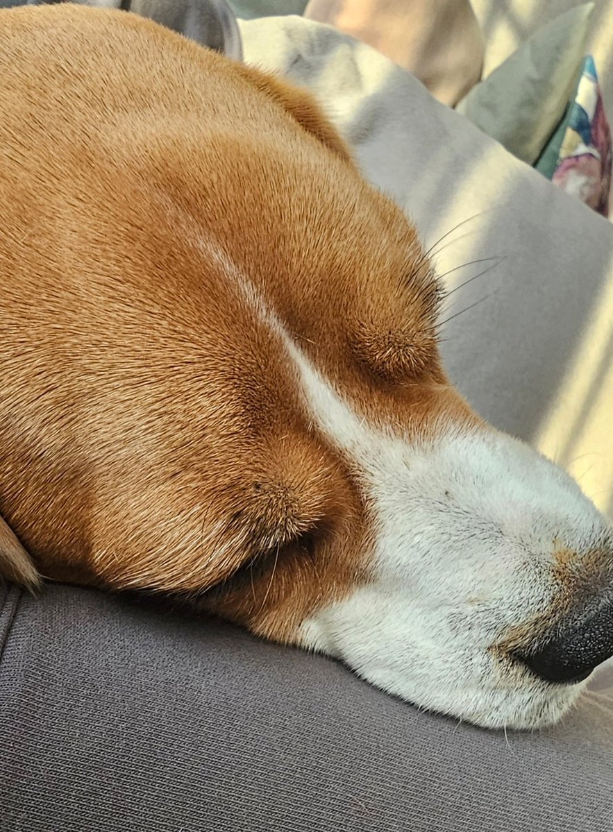 NellyCoin's tweet photo. $Nelly asleep and doesn't yet know that on August 10th, people will become rich thanks to her coin, $NellyCoin.

Launch 10 august

Tg: https://t.co/vOpb1j9O7s

#solana #pumpfun #memecoin #crypto #Nelly #NellyCoin https://t.co/m5qB6sdXq5