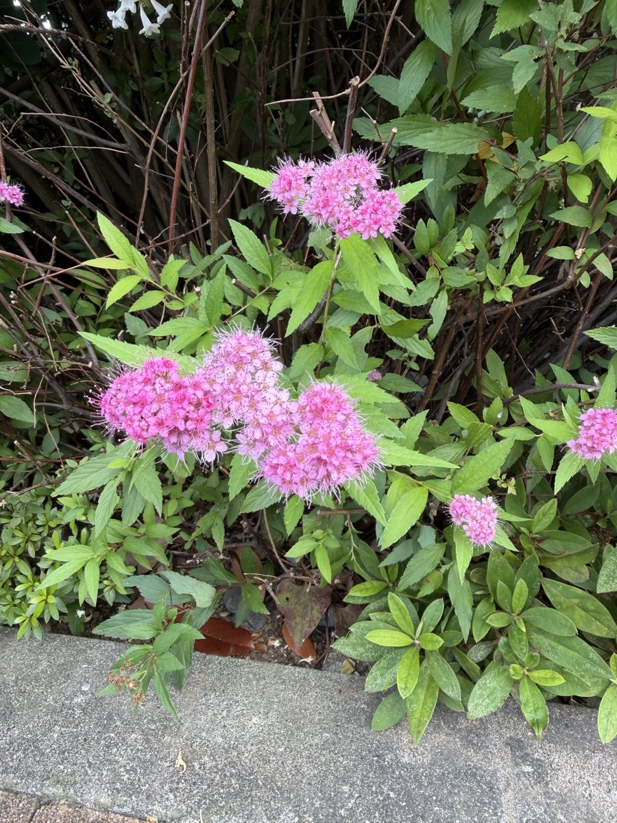 a_beckoning_cat's tweet photo. 今日のおはにゃ😸🌸

シモツケ（下野）

花言葉は、「儚さ」「整然とした愛」「努力」

今日も素敵な一日を🌸🐈 https://t.co/8C9Z5m3CBk