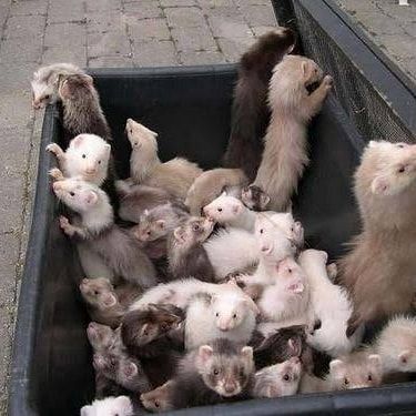 FerretPerHour's tweet photo. https://t.co/jxqvCyyU0Q