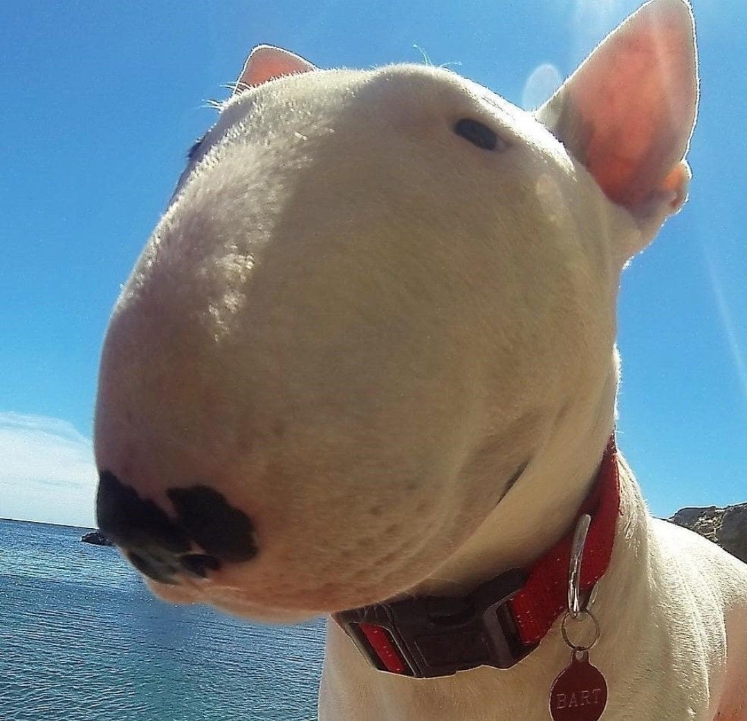 equine__dentist's tweet photo. why his head so round like and orb https://t.co/4v0sLYkxhH