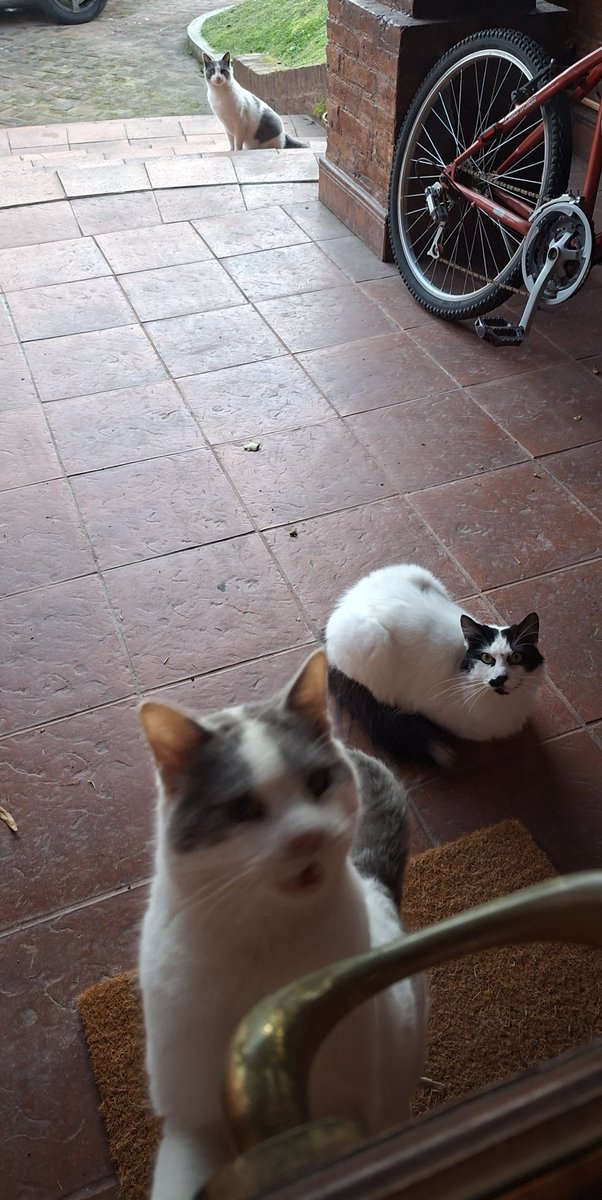 ElFlacoEse1's tweet photo. Una noche se me escapo uno de mis gatos. Me senté en la vereda a hablar con los callejeros y les dije que si me lo traían de vuelta no les iba a faltar comida.
Lo trajeron a la noche siguiente. Ahora todas las tardecitas vienen a pedir comida. https://t.co/Tk7XIJH8Wx