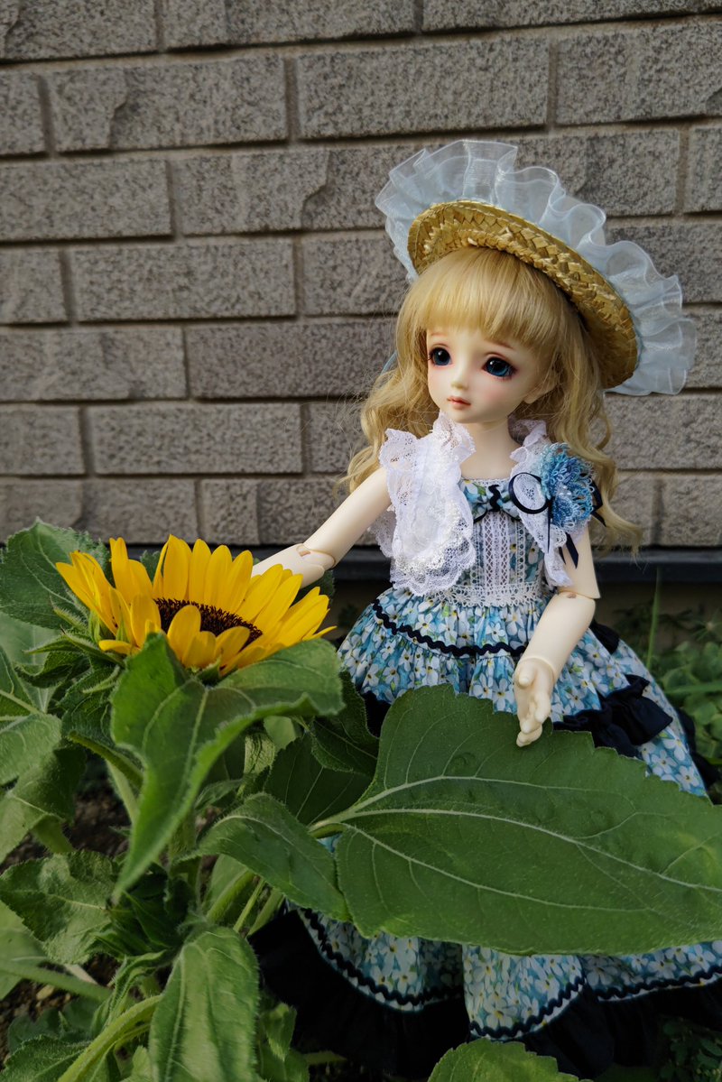 caraway9142947's tweet photo. おはようございます☀
去年はオマケで貰ったヒマワリ🌻の種を蒔いて咲いたのでした
今年は何もしてないなー
#おはドル
#sdm50 https://t.co/26JtE4sE1g